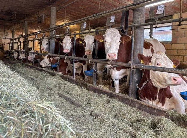 Kühe, Montbéliard, Stall