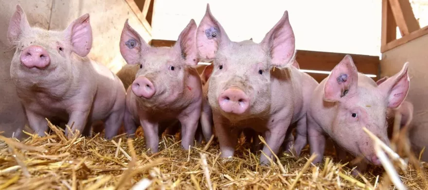 Schweine, Ferkel, Mastschweine, Mastferkel