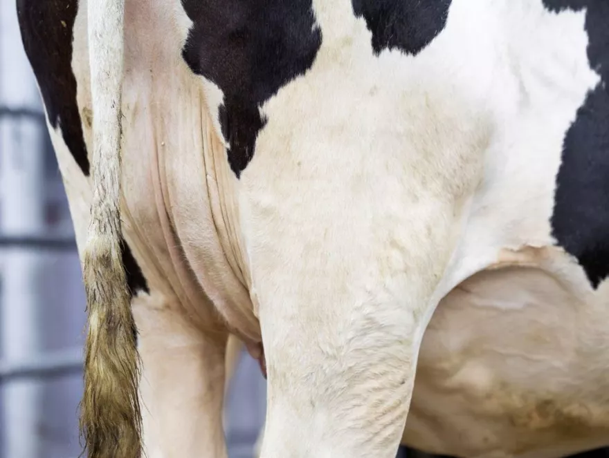 Euter, Eutergewebe, Milchkuh