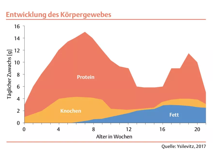 Entwicklung, Körpergewebe, Diagramm, Tabelle