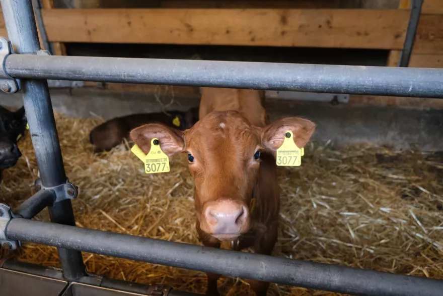 Kälbermilchaktion 2026