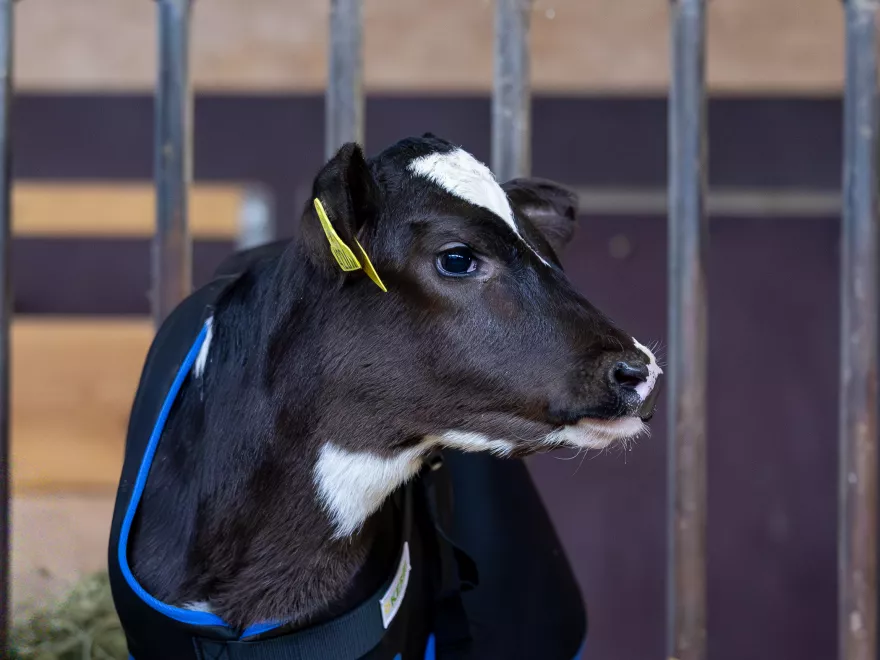 Aktion UFA-Kälberspezialitäten