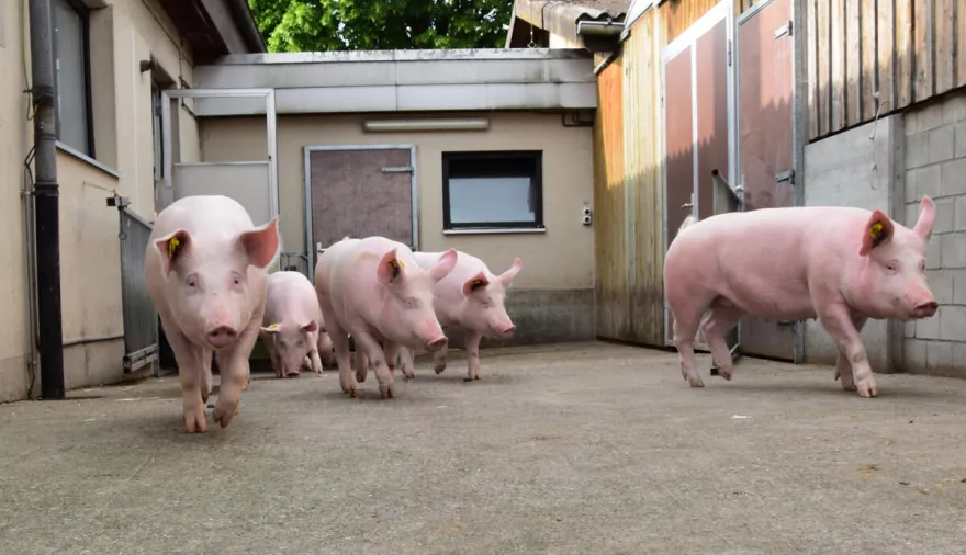 Schweine, Mastschweine, Nährstoffreduktion