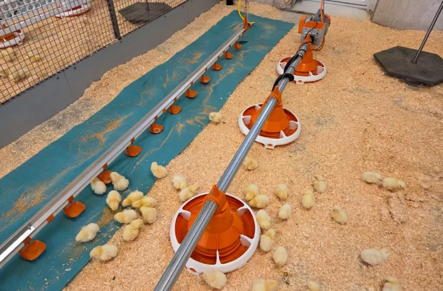 Poulet-Maststall, UFA-Bühl, Küken