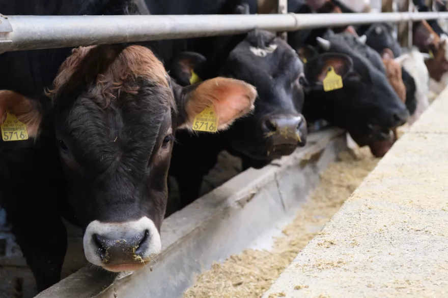 TORO-Rückblick 2026