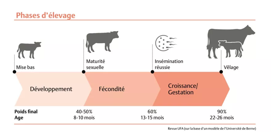 Phases d'élevage, Tabelle