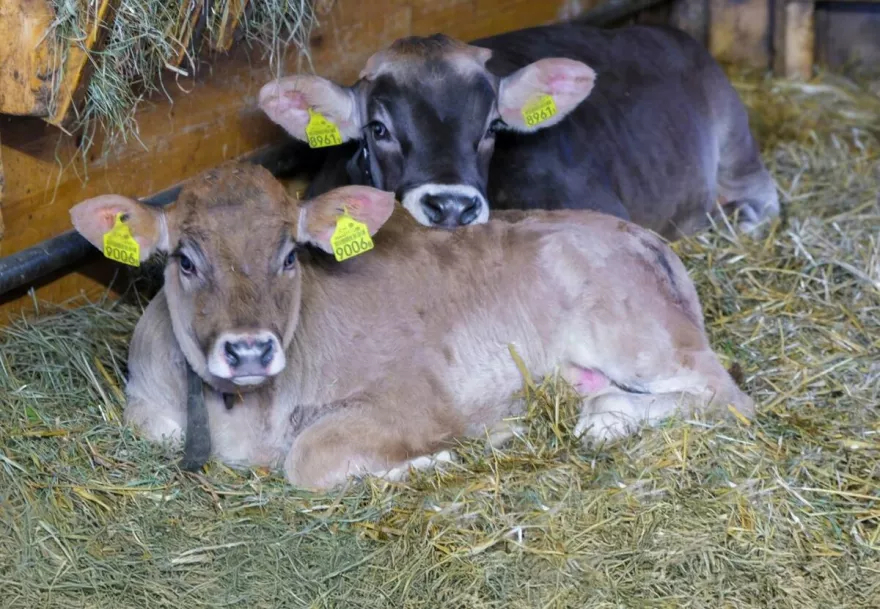 Kälber, Kälbermast