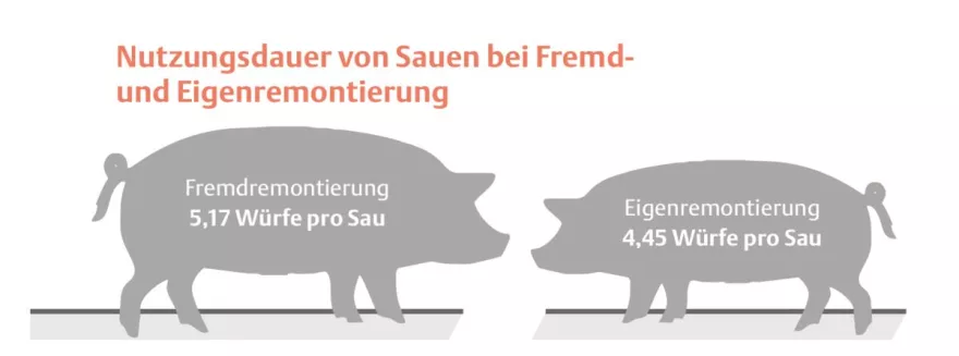 Sauen, Schweine, Grafik, Eigenremontierung