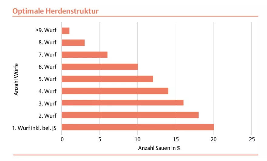 Herdenstruktur, Schweine, Sauen, Grafik