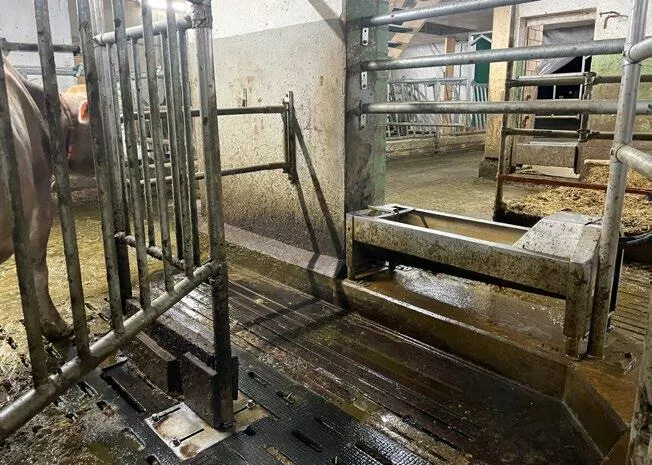 Stall, Ausgang