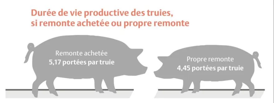 Sauen, Schweine, Grafik