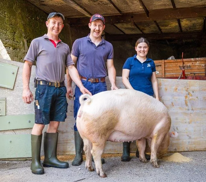 Sau