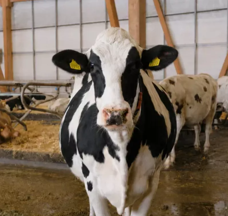 Milchvieh, Holstein, Aktion