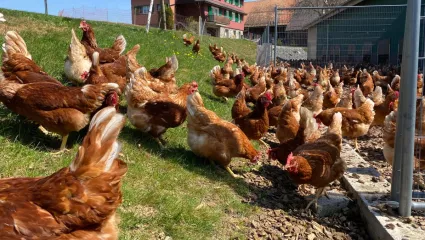 Bio-Leghennen in der Weide