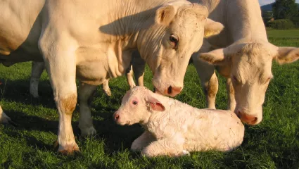 Mutterkuh mit Kalb