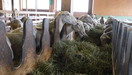 Schafe beim fressen