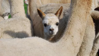 Lamas und Alpakas