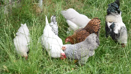 Hühner im Gras