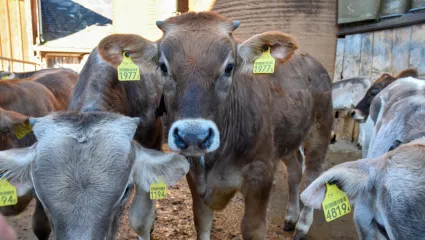 Kälbermast Kalb im Auslauf