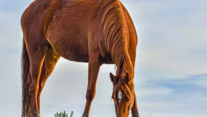 Pferd