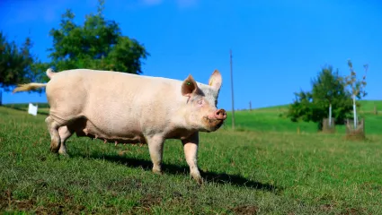 Bio-Schwein