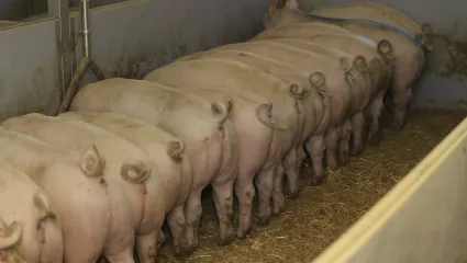 Mastschweine beim fressen