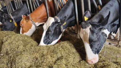 Kühe fressen im Stall