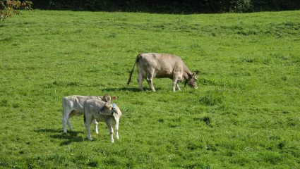 Kuh und Kälber