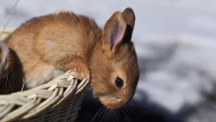 Kaninchen