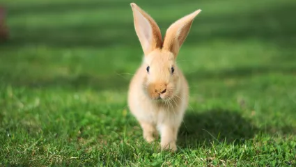 Kaninchen Fokus