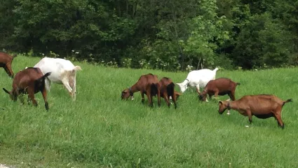 Ziegen auf Weide