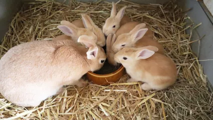 Kaninchen beim fressen