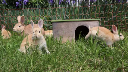 Kaninchen im Gras