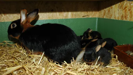 kaninchenfamilie