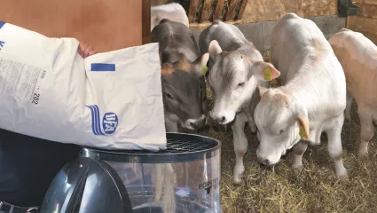 Kälbermilch