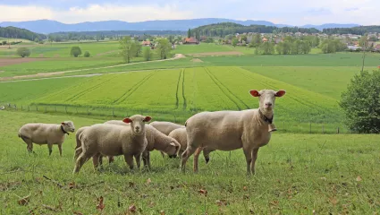 Schafe_Weide