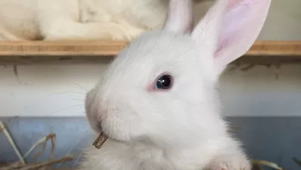 Kaninchen am fressen