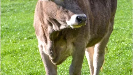 Junges Rind auf der Weide