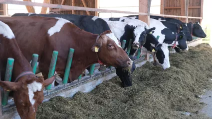 Kühe an Futterachse