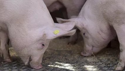 Schweine fressen