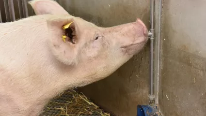 Schweine, UFA-Revue
