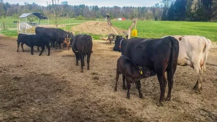 Muttergebundene Kälberaufzucht