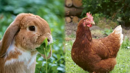 Geflügel und Kaninchenfutteraktion 2025