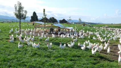 Pouletmast, Hühner