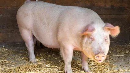Schwein