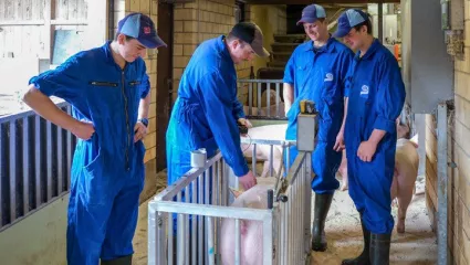 Schwein