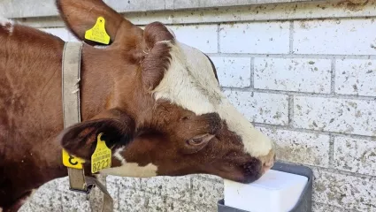 Warum Salz für Rinder mehr ist als nur ein Stein