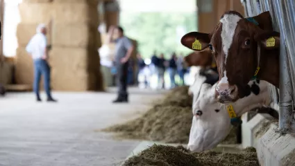 Wie viel Eiweiss braucht die Milchkuh?