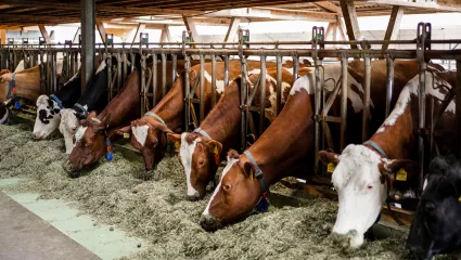 Raufutterergänzungsfutter 2026