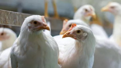 Hennen, Geflügelproduktion, Legehennen